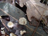 Marasmiellus ramealis image