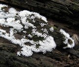 Ceratiomyxa fruticulosa var. fruticulosa image