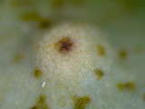 Lobaria quercizans image