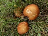 Suillus weaverae image