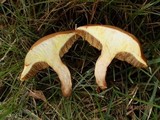Suillus weaverae image