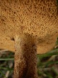 Suillus weaverae image