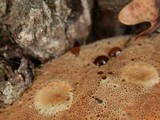 Inonotus dryadeus image