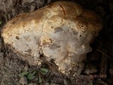 Inonotus dryadeus image