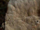 Inonotus dryadeus image