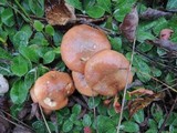 Suillus luteus image