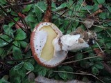 Suillus luteus image