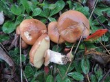 Suillus luteus image