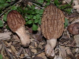 Morchella importuna image