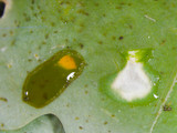 Lobaria quercizans image
