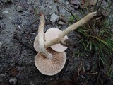 Hebeloma mesophaeum image