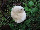 Hebeloma crustuliniforme image