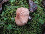 Tricholoma vaccinum image