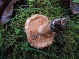 Tricholoma vaccinum image