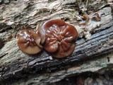 Pachyella clypeata image