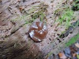 Pachyella clypeata image