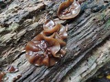 Pachyella clypeata image