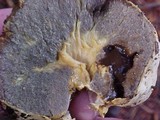 Truncocolumella citrina image