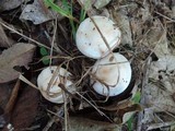 Rhodocollybia maculata image