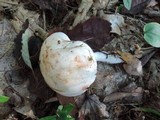 Rhodocollybia maculata image