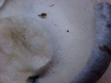 Boletopsis grisea image