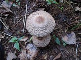 Chlorophyllum olivieri image