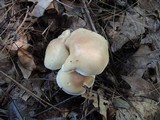 Tricholoma saponaceum image