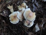 Tricholoma saponaceum image