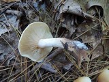 Tricholoma saponaceum image