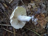 Tricholoma saponaceum image