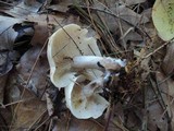 Tricholoma saponaceum image