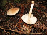 Rhodocollybia maculata image