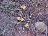 Tricholoma focale image