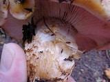 Tricholoma focale image