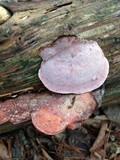 Fomitopsis cajanderi image