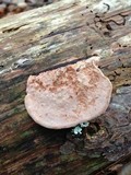 Fomitopsis cajanderi image