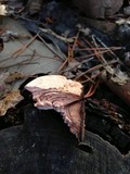 Fomitopsis cajanderi image
