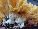 Ramaria rasilispora image