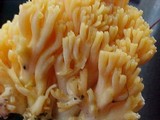 Ramaria rasilispora image