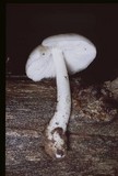 Pluteus petasatus image