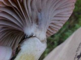Gomphidius smithii image