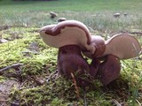 Tylopilus plumbeoviolaceus image