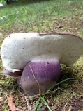 Tylopilus plumbeoviolaceus image