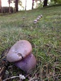Tylopilus plumbeoviolaceus image