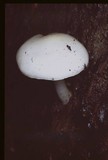 Pluteus petasatus image