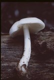 Pluteus petasatus image