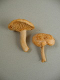 Hydnum oregonense image