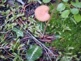 Chroogomphus tomentosus image