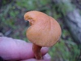 Chroogomphus tomentosus image
