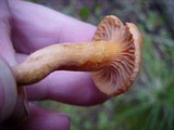 Chroogomphus tomentosus image